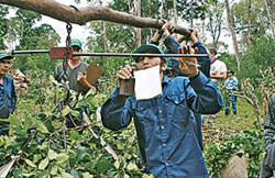 Person working with yerba mate plants.