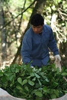 Man working with yerba mate leaves, checking them.