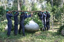 People transporting a lot of yerba mate leaves.