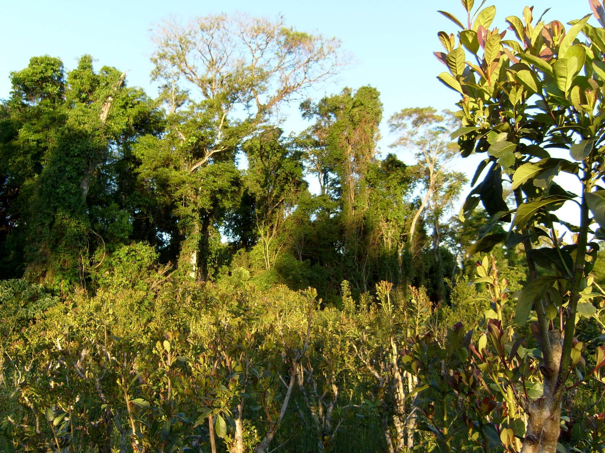 Kraus Organic Yerba Mate Plantation