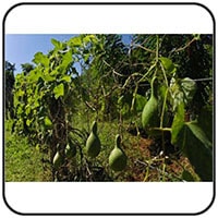 yerba mate plant growing