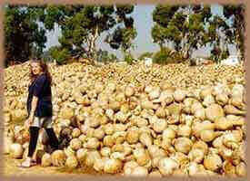 mate gourds being dried