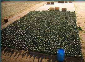 yerba mate gourd growing