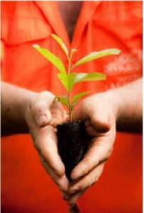 Small yerba mate plant inside someones hand