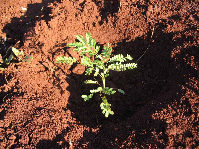 kraus organic yerba mate reforestation work