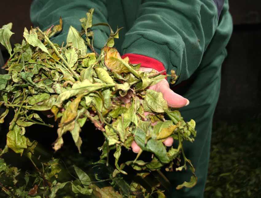 Part Dried Kraus Organic Yerba Mate