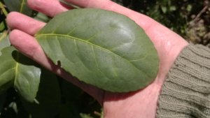 meta mate yerba mate - close up leaf