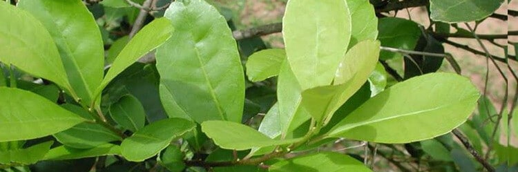 yerba mate growing