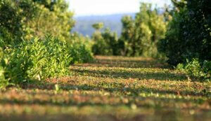 organic yerba mate kraus