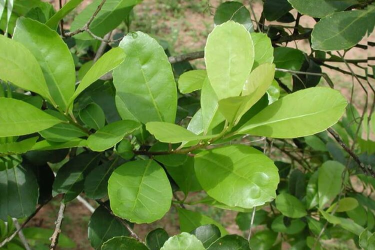 yerba mate plant growing