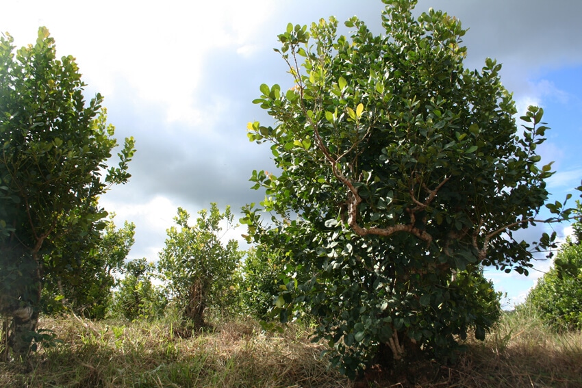 Plantacion de yerba mate